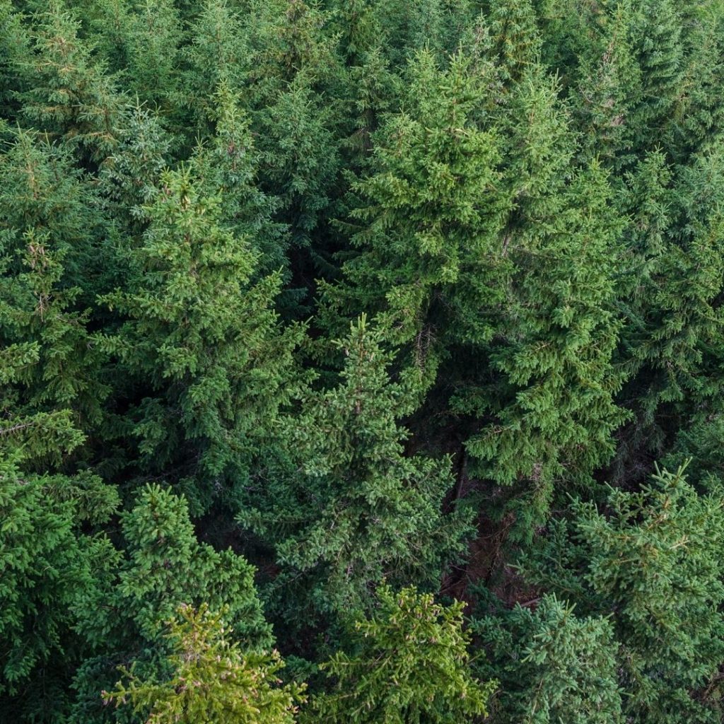 Dense forest with tall green pine trees
